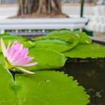 voyage Thaïlande - fleur