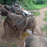 voyage thailande - balade éléphant