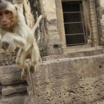 voyage thailande - singe dangereux