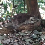 guadeloupe parc animalier des mamelles