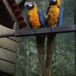 guadeloupe parc animalier