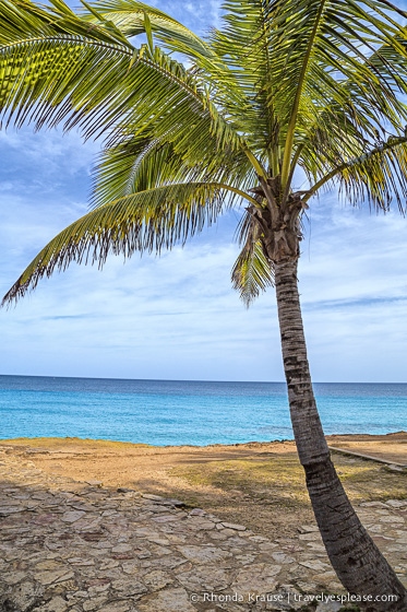 Palm tree on a beach in Varadero.