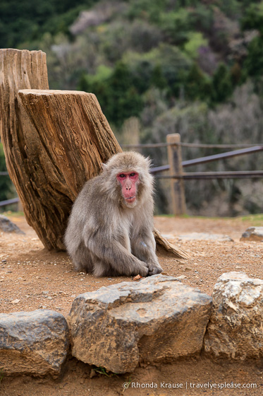 Visiting Iwatayama Monkey Park in Kyoto