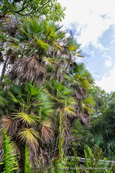 travelyesplease.com | Exploring Everglades National Park