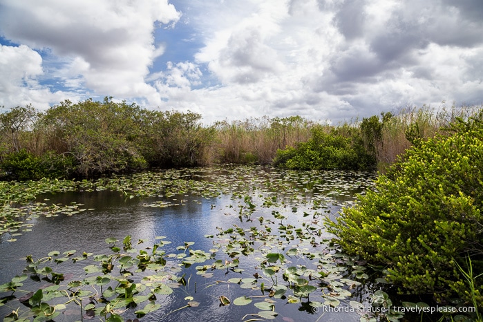travelyesplease.com | Exploring Everglades National Park