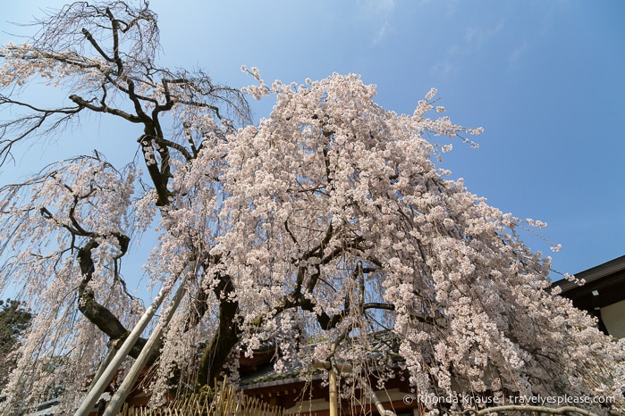 travelyesplease.com | Exploring Nara Park- Temples, Shrines and Deer!
