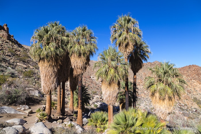 https://limitlessvisions.online/travel-blog-palm-springs-day-trips/