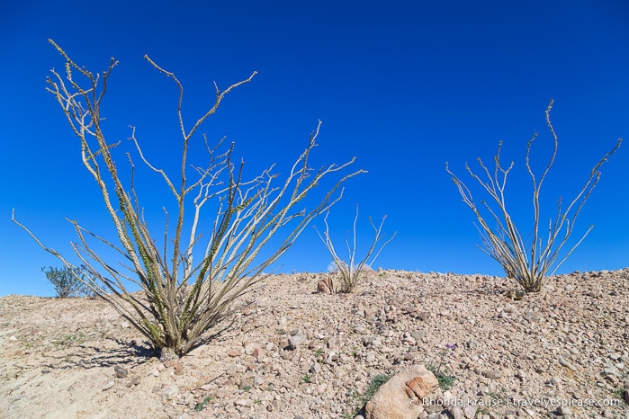 travelyesplease.com | Ladder Canyon and Painted Canyon Trail- A Unique Hike in the Mecca Hills, California