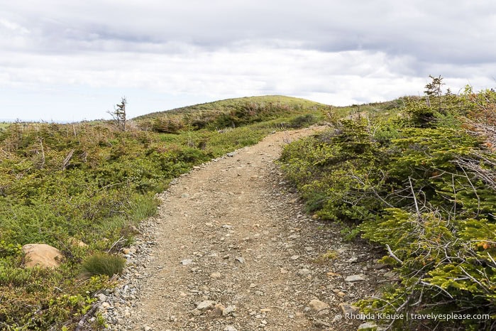Trail framed by shrubs and small trees.