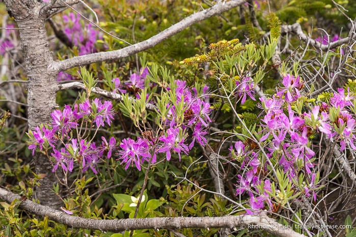 Purple wildflowers.