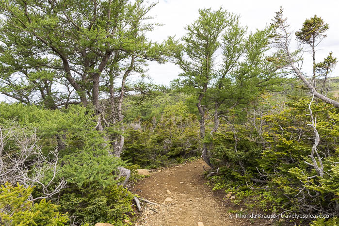Trail framed by small trees.